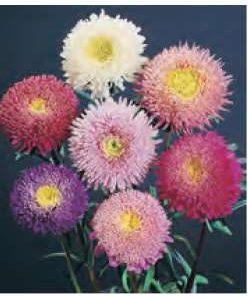ASTER SUPER PRINCIPESSA MISCUGLIO NR.300