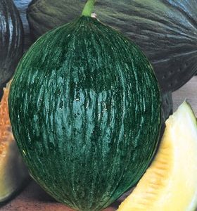 MELONE VALENCIANO PRECOCE 1 Pacchetto