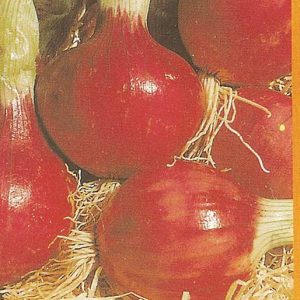 CIPOLLA ROSSA TONDA DI TROPEA NR.300 SEMI