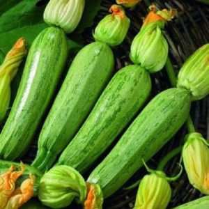 ZUCCHINO GREYZINI F1 NR.30 SEMI