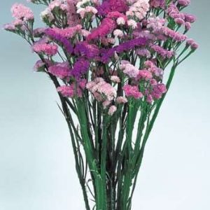 STATICE TONALITA' ROSA GR.25