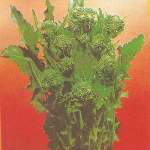 BROCCOLETTO DI RAPA QUARANTINO RICCIO SAN MARZANO GR.100