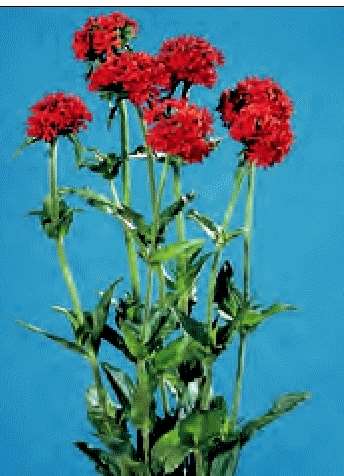 LYCHINIS CHALCEDONICA NR.200 SEMI