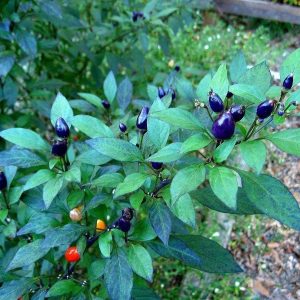 PEPERONCINO PICCANTE NANO BLU SEL.PAGANO DOMENICO E FIGLI NR.50 SEMI