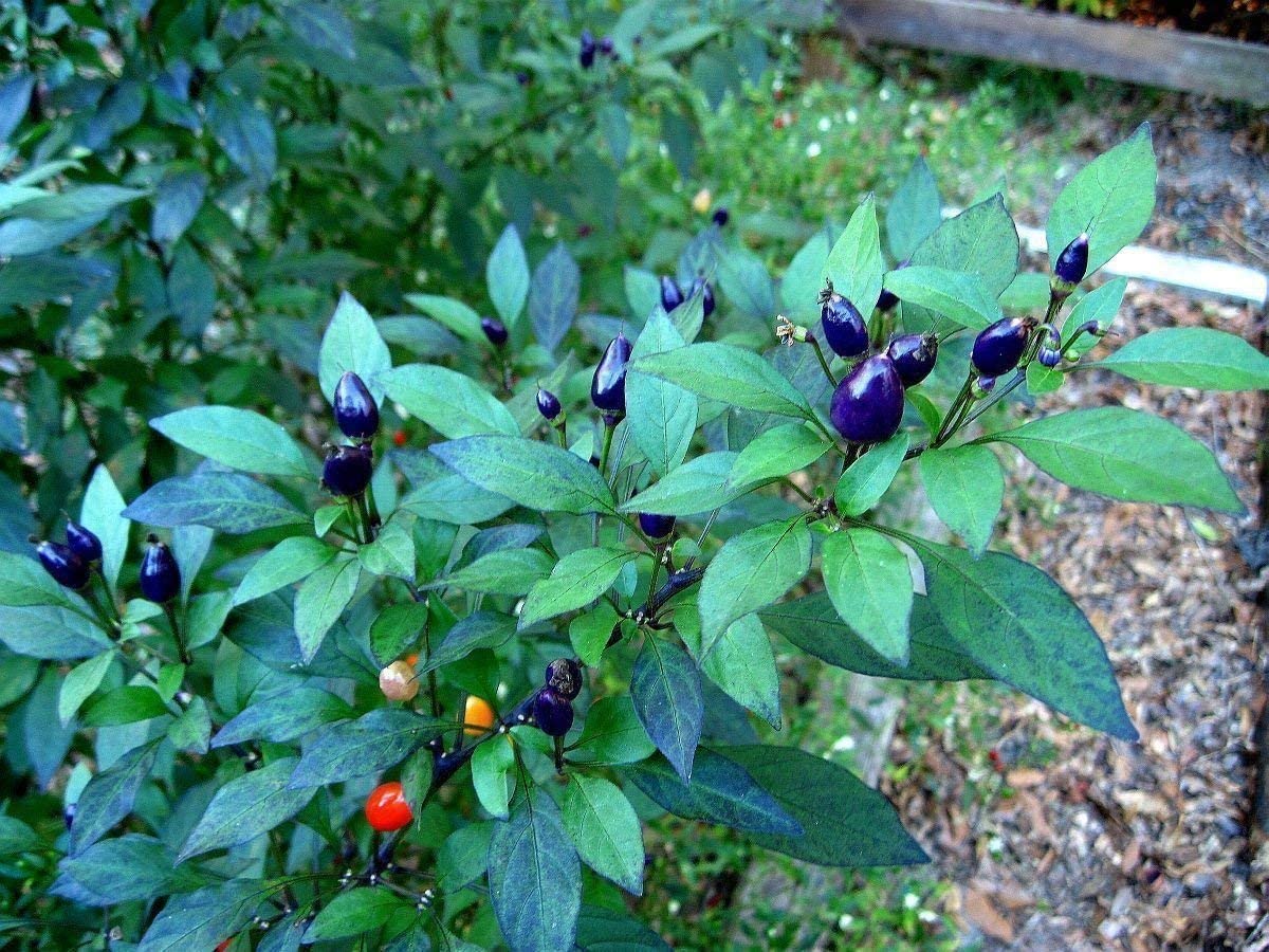 PEPERONCINO PICCANTE NANO BLU SEL.PAGANO DOMENICO E FIGLI NR.50 SEMI
