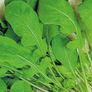 RUCOLA COLTIVATA NR.2000 SEMI