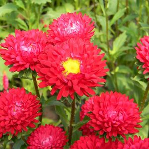 ASTER SOL LEVANTE ROSSO BRILLANTE GR.5