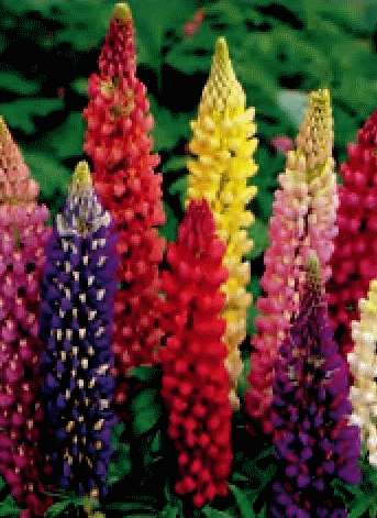 LUPINUS RUSSEL MISCUGLIO GR.10