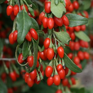 LYCIUM BARBARUM GOJI NR.20 SEMI