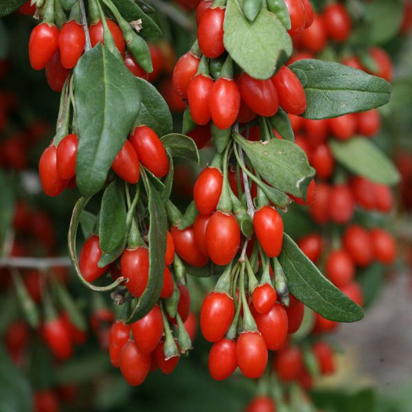 LYCIUM BARBARUM GOJI NR.20 SEMI