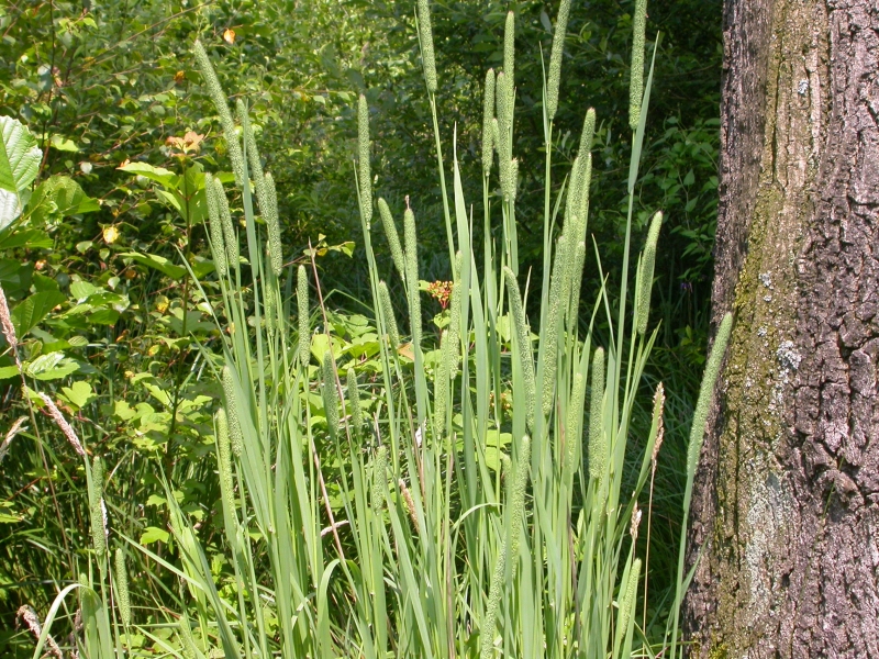 PLEUM PRATENSE kg.1