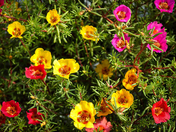 PORTULACA SEMPLICE MISCUGLIO NR.500 SEMI
