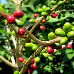 PIANTA DEL CAFFE' NR.7 SEMI