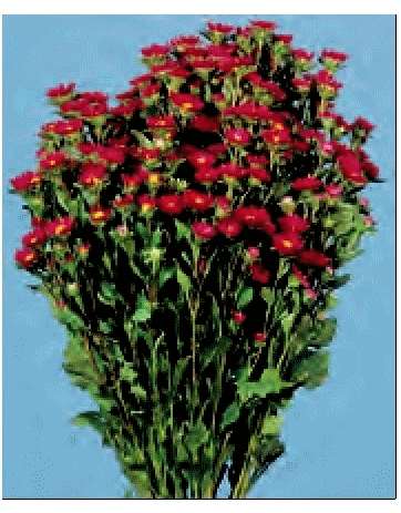 ASTER SERENADE ROSSO NR.1000