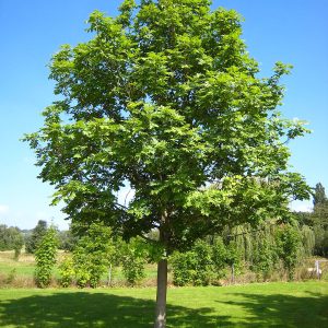 FRAXINUS EXCELSIOR