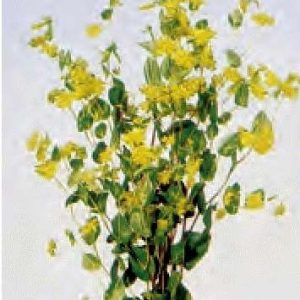 BUPLEURUM GRIFFITHI GR.5