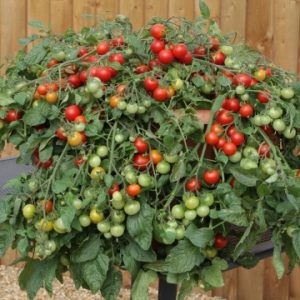 POMODORINO F.1 RED PROFUSIONE NR.1000 SEMI