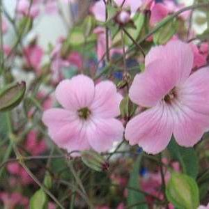 SAPONARIA VACCARIA ROSA GR.100