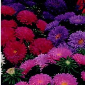 ASTER NANA REGINA DELLE AIUOLE GR.10