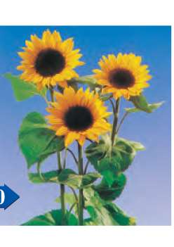 GIRASOLE F.1 ARANCIO GR.50