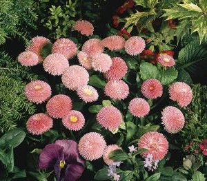 BELLIS TASSO ROSA NR.1000 SEMI