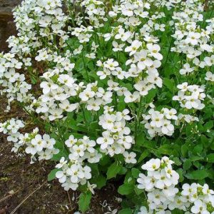 ARABIS ALPINA BIANCO NR.100 SEMI