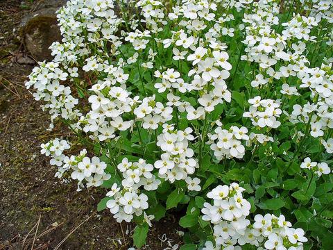 ARABIS ALPINA BIANCO NR.100 SEMI