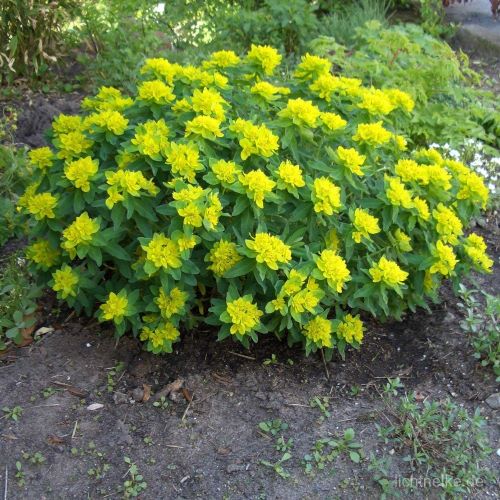 EUPHORBIA GIALLA NR.25 SEMI