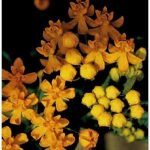 ASCLEPIAS CURASSAVICA SILKY GOLD 30 SEMI