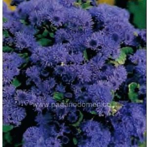 AGERATO GIGANTE BLU 500 SEMI