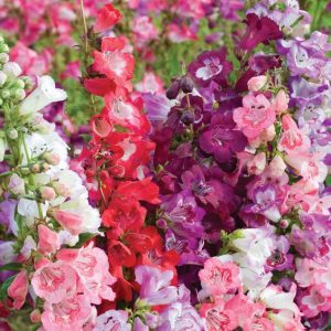 PENSTEMON HARTWEGII MISCUGLIO NR.2000 SEMI