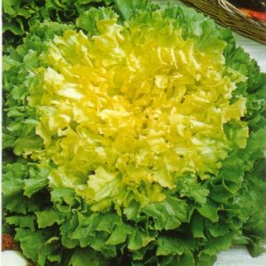 SCAROLA GIGANTE DEGLI ORTOLANI NR.1000 SEMI