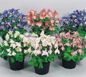 AQUILEGIA NANA MISCUGLIO NR.1000 SEMI