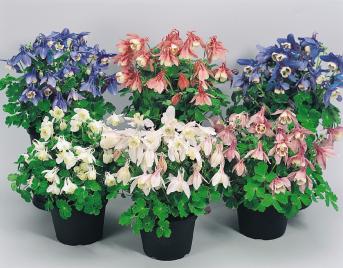 AQUILEGIA NANA MISCUGLIO NR.1000 SEMI
