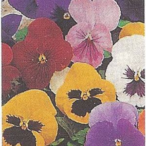 VIOLA DEL PENSIERO GIGANTE SVIZZERA GR.5