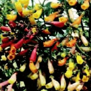 ECCREMOCARPUS SCABER MISCUGLIO 100 SEMI