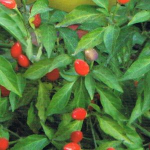 PEPERONCINO SERRANO CHYLI PICCANTE NR.200 SEMI