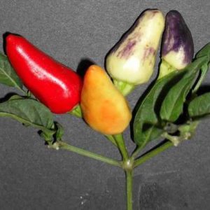 PEPERONCINO ALADINO NR.50 SEMI