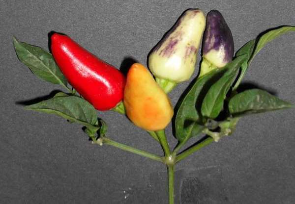 PEPERONCINO ALADINO NR.50 SEMI