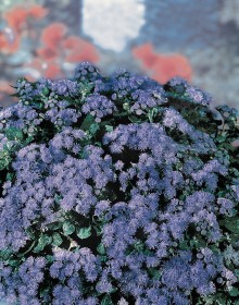 AGERATO DANUBIO BLU NR.1000 SEMI