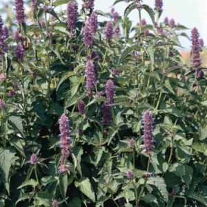 AGASTACHE LIQUIRIZIA BLU GR.5