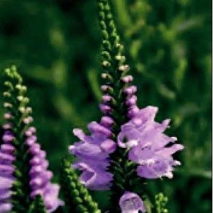 PHYSOSTEGIA VIRGINIANA LILLA NR.20 SEMI