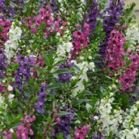ANGELONIA SERENITA NR.1000 SEMI