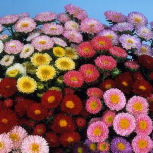 ASTER SOL LEVANTE MISCUGLIO NR.300 SEMI