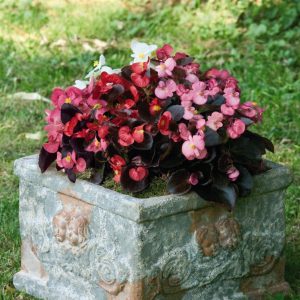 BEGONIA NIGHTLIFE MIX NR.1000 SEMI