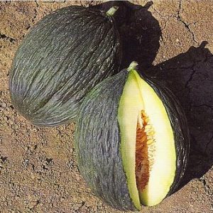MELONE NAPOLETANO VERDE GR.50