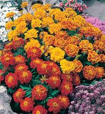 TAGETES PATULA NANA BONITA MISCUGLIO GR.10