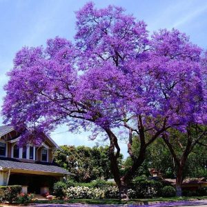 PAULOWNIA TOMENTOSA NR.1 BUSTA