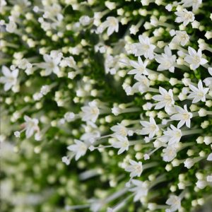 TRACHELIUM SUPREME PRECOCE BIANCO NR.1000 SEMI