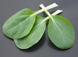 PAK CHOI WHITE CABBAGE CHINESE ( BRASSICA RAPA VAR. CHINENSIS) KG 1